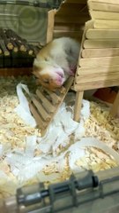Adorable Hamster Hilariously Falls Down During Sleep__ PETASTIC --(720P_HD)