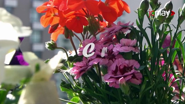 SAIBA o REAL SIGNIFICADO das FLORES no DIA DE FINADOS