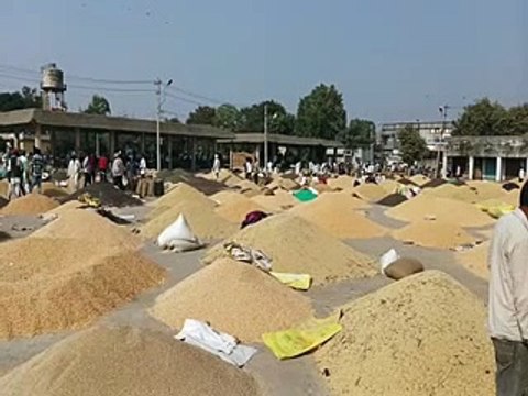 मंडी मे कृषि जिंसों की आवक, शुक्रवार से प्रवेश रहेगा बंद-video