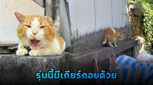แมวส้ม รุ่นนี้ตัวท็อป พอแม่เรียกกินข้าว น้องก็ใส่เกียร์ถอยมาเลย