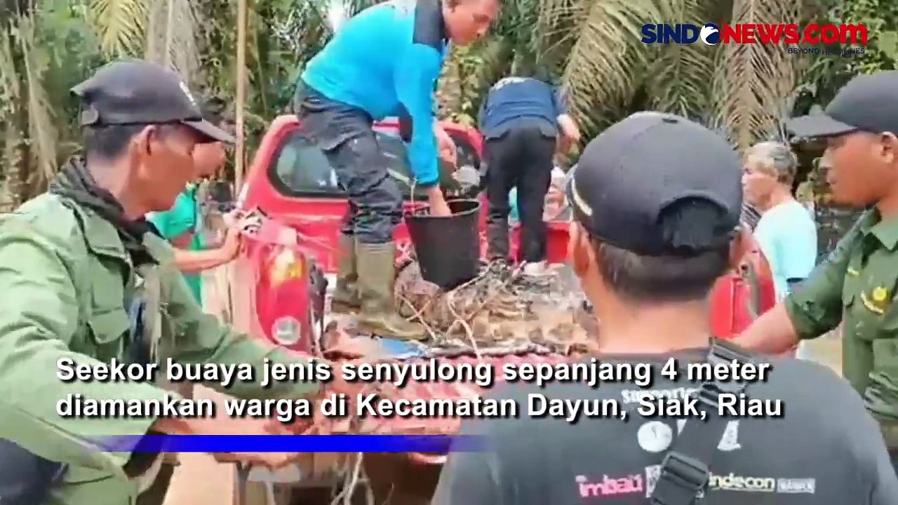 Buaya Sepanjang 4 Meter Dievakuasi dari Permukiman Warga di Riau, Begini Penampakannya