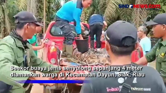 Buaya Sepanjang 4 Meter Dievakuasi dari Permukiman Warga di Riau, Begini Penampakannya