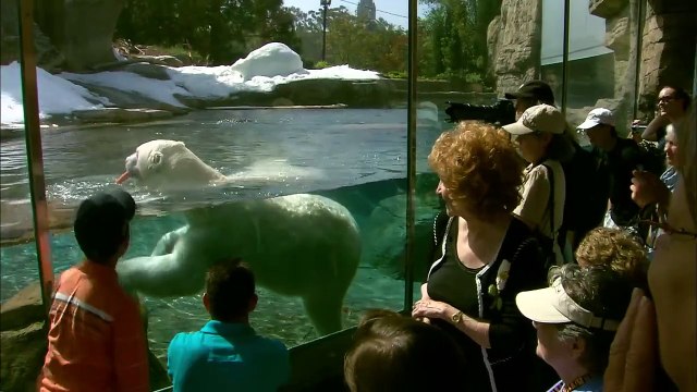 These Polar Bears Are Having a Blast Destroying Snow Sculptures