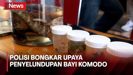 Terungkap Penyelundupan Bayi Komodo di Labuan Bajo Libatkan 4 Warga, Ini Perannya