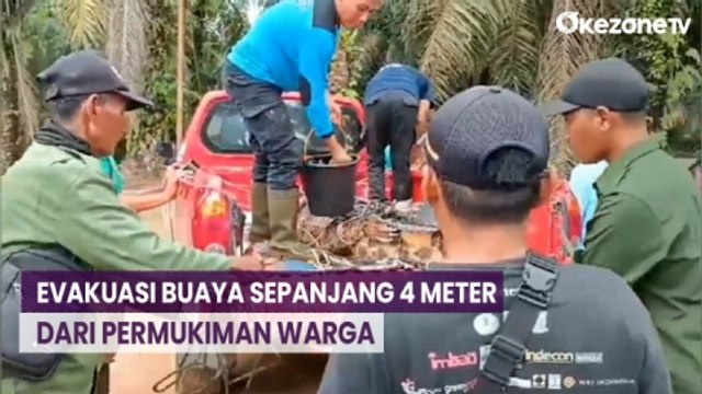 Detik-Detik Evakuasi Buaya Sepanjang 4 Meter dari Permukiman Warga di Riau
