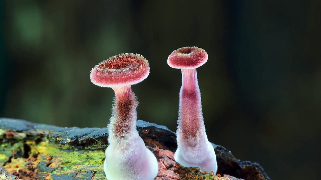 Fungi: Web of Life - Official Trailer