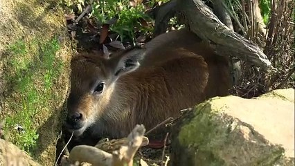 Why Every Birth of This Animal Is Very Important