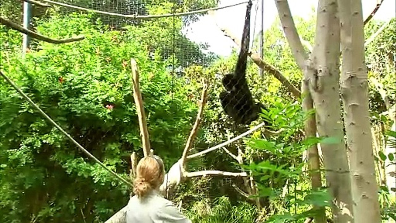 Check Out These Amazing Gibbons With Very Different Personalities