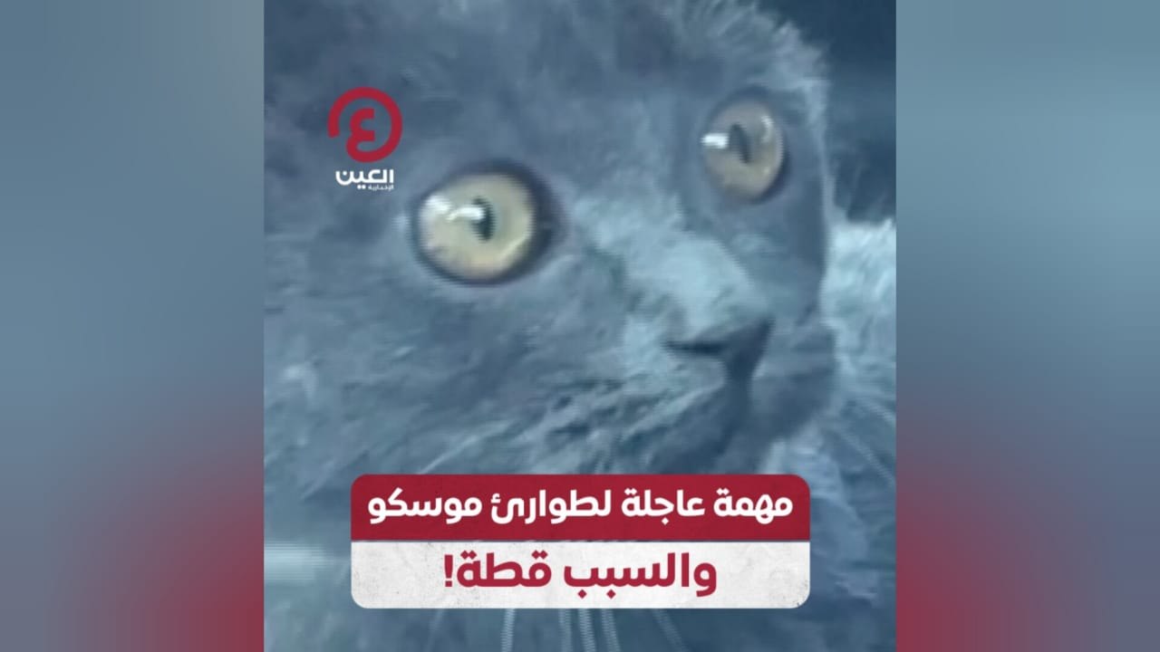 مهمة عاجلة لطوارئ موسكو.. والسبب قطة!