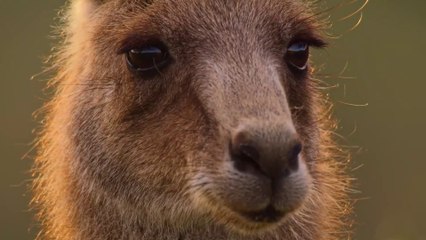 El Valle de los Canguros: Un Santuario de Vida Silvestre