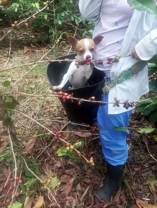 Un chien aide à récolter des grains de café