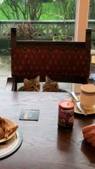 Les chatons se montrent leur amour à table