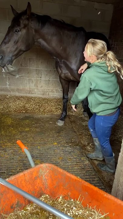 Un grand cheval taquine une petite femme