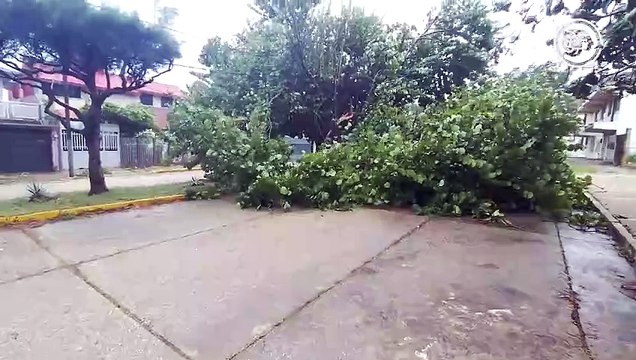 Frente Frío 8: avenidas cerradas en Coatzacoalcos por caidas de postes y árboles; tomar vías alternas