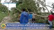 Árboles caídos afectan parcialmente caminos en la región sur de Veracruz
