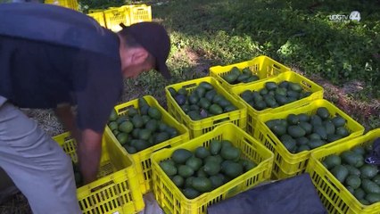 Crimen organizado amenaza la producción agrícola en México con el cobro de piso
