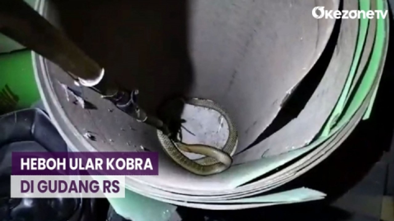 Kobra Panjang 3 Meter Dievakuasi Petugas Damkar dari Gudang RS di Palangka Raya