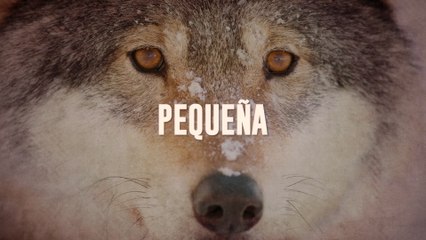 Los Temerarios - Pequeña (LETRA)