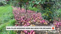 Nonstop rainy weekends cause 'totally unprecedented' hit to Northeast orchards