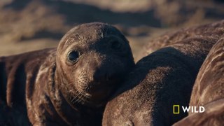 Orphaned elephant seal pup finds a new mom ｜ Channel Islands ｜ America's National Parks