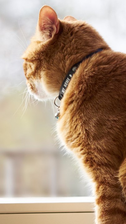 CAM - Pourquoi les chats aiment-ils rester devant la fenêtre ?