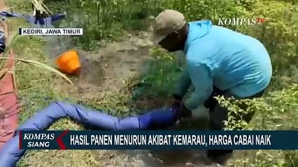 Akibat Kemarau, Harga Cabai di Kediri Merangkak Naik