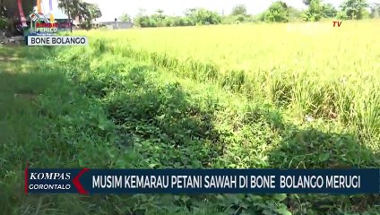 Musim Kemarau, Hasil Panen Padi Petani di Bone Bolango Menurun