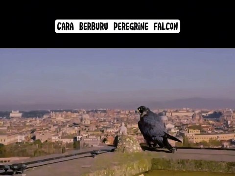 Cara Berburu Burung Peregrine Falcon