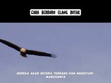 Cara Berburu Burung Elang Botak