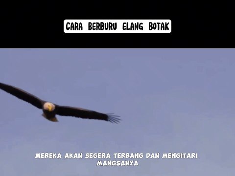 Cara Berburu Burung Elang Botak