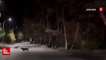 Başıboş köpekler Ankara Soğuksu Milli Parkı'nda ayıya saldırdı