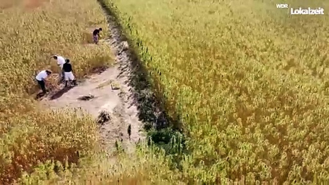 Nutz-Hanf (WDR-Lokalzeit)