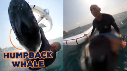 Unbelievable Moment Humpback Whale TAKES OUT WINDSURFER