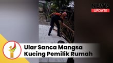 Mangsa Kucing Pemilik Rumah, Damkar Tangkap Ular Sanca Di Rumah Warga