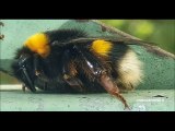 Bombus Latreille. Bombo  si ripara dal freddo.  Marzo 2020