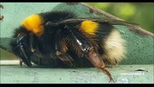 Bombus Latreille. Bombo  si ripara dal freddo.  Marzo 2020