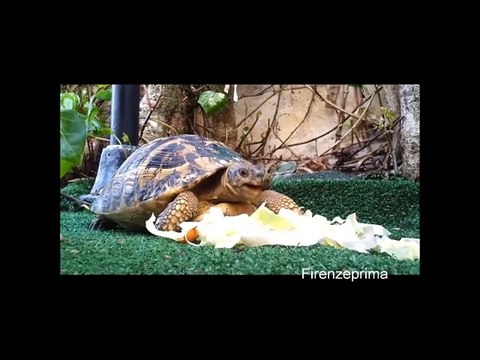 Tartaruga che mangia l'insalata. 2015 Turtle eating salad