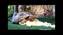 Tartaruga che mangia l'insalata. 2015  Turtle eating salad