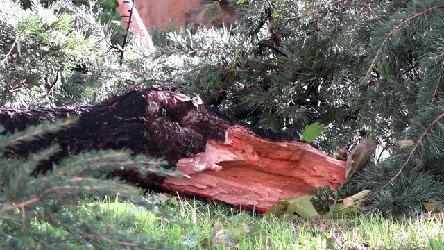 Las fuertes rachas de viento en Salamanca dejan 24 intervenciones de los bomberos durante la noche