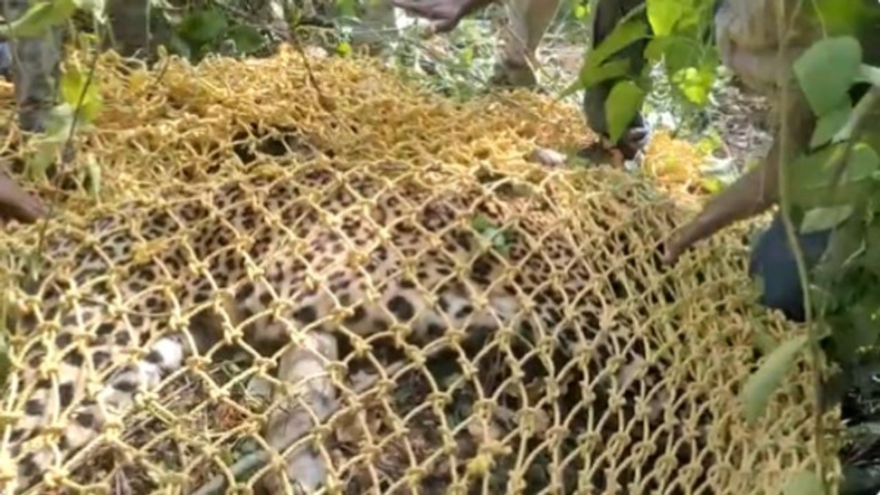 Leopard: बेंगलुरु में तेंदुए को पकड़ने के लिए मारी गोली, इलाज के दौरान मौत, लोगों का फूटा गुस्सा