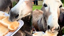 These Cute Donkeys Munch on Toast!