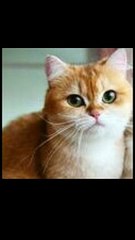 Tujuh Hewan Peliharaan Berumur Panjang