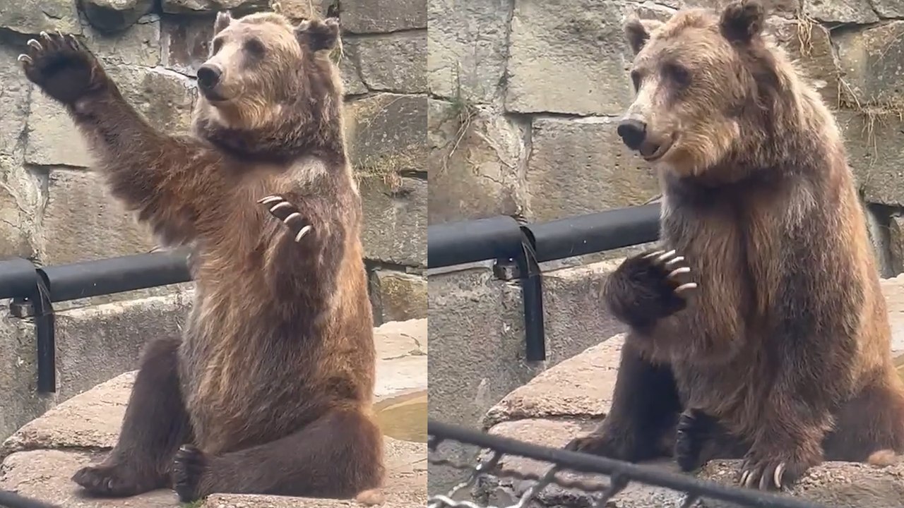 Clever Bear Waves Its PAW to Zoo Visitors To Get Extra Snacks