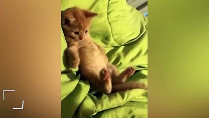 Kuyruğunun hareket etmesini ilgiyle izleyen minik kedi