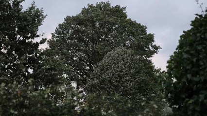 La tempête Ciaran souffle sur la Belgique