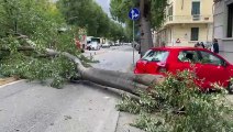 Albero crolla in strada a Firenze, strage sfiorata / Il video
