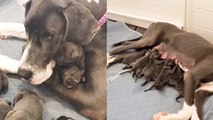 Adorable Rescue Dog Gives Birth to 15 Puppies