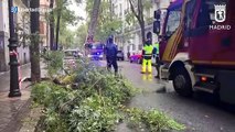 Los bomberos de Comunidad y Ayuntamiento de Madrid realizan 200 intervenciones por viento