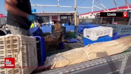 İzmir'de uyuşturucu operasyonu: Kamyonet kasasında 21 kilo esrar bulundu