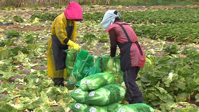 정부, 김장철 배추 등 농산물 1만 1천t 공급 확대 / YTN